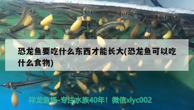 恐龍魚要吃什么東西才能長大(恐龍魚可以吃什么食物) 廣州龍魚批發(fā)市場