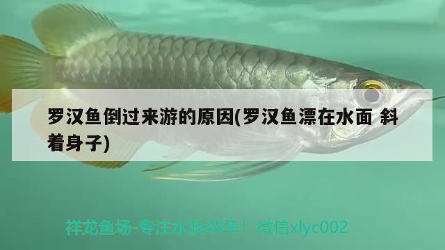 羅漢魚倒過來游的原因(羅漢魚漂在水面斜著身子) 羅漢魚