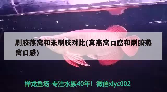 刷膠燕窩和未刷膠對比(真燕窩口感和刷膠燕窩口感) 馬來西亞燕窩