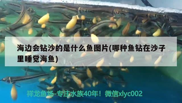 海邊會(huì)鉆沙的是什么魚圖片(哪種魚鉆在沙子里睡覺海魚) 檸檬鯽