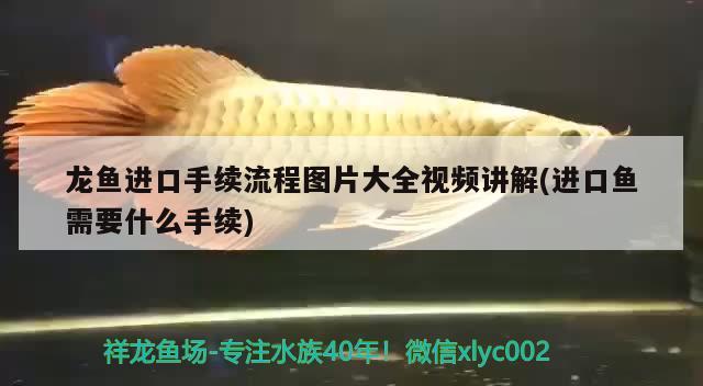 龍魚進(jìn)口手續(xù)流程圖片大全視頻講解(進(jìn)口魚需要什么手續(xù)) 觀賞魚進(jìn)出口