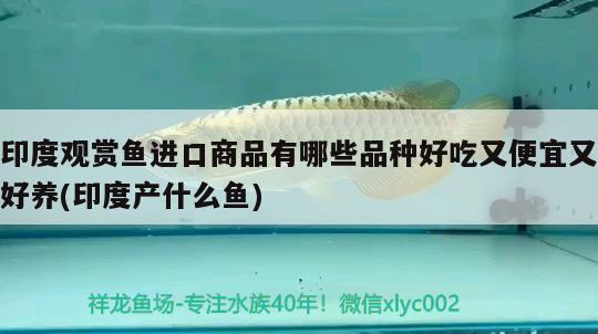 印度觀賞魚進(jìn)口商品有哪些品種好吃又便宜又好養(yǎng)(印度產(chǎn)什么魚) 觀賞魚進(jìn)出口