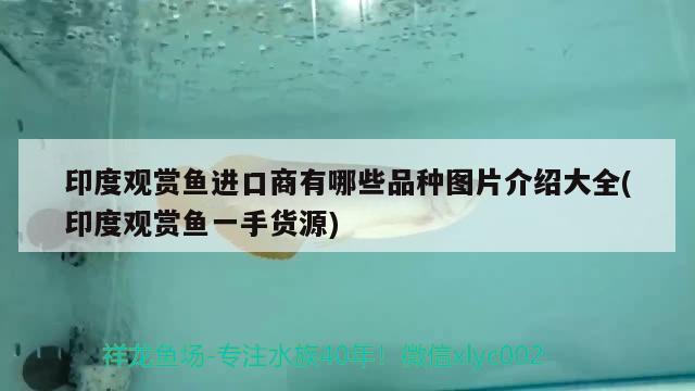 印度觀賞魚進口商有哪些品種圖片介紹大全(印度觀賞魚一手貨源) 觀賞魚進出口