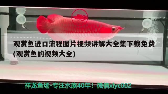 觀賞魚進(jìn)口流程圖片視頻講解大全集下載免費(觀賞魚的視頻大全) 觀賞魚進(jìn)出口