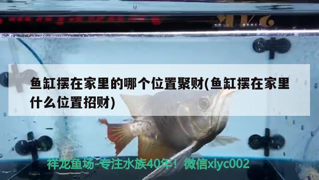 魚缸擺在家里的哪個(gè)位置聚財(cái)(魚缸擺在家里什么位置招財(cái)) 銀龍魚苗