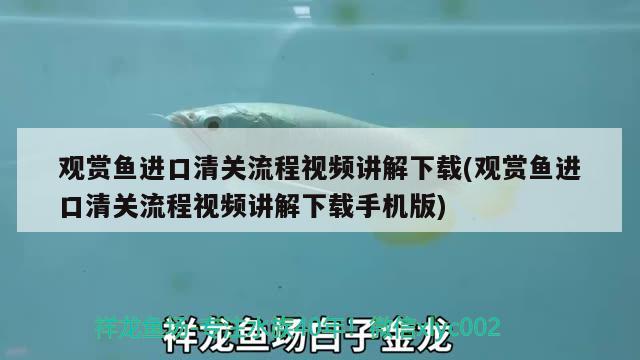 觀賞魚進口清關(guān)流程視頻講解下載(觀賞魚進口清關(guān)流程視頻講解下載手機版) 觀賞魚進出口