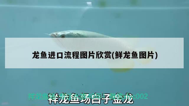 龍魚進口流程圖片欣賞(鮮龍魚圖片)