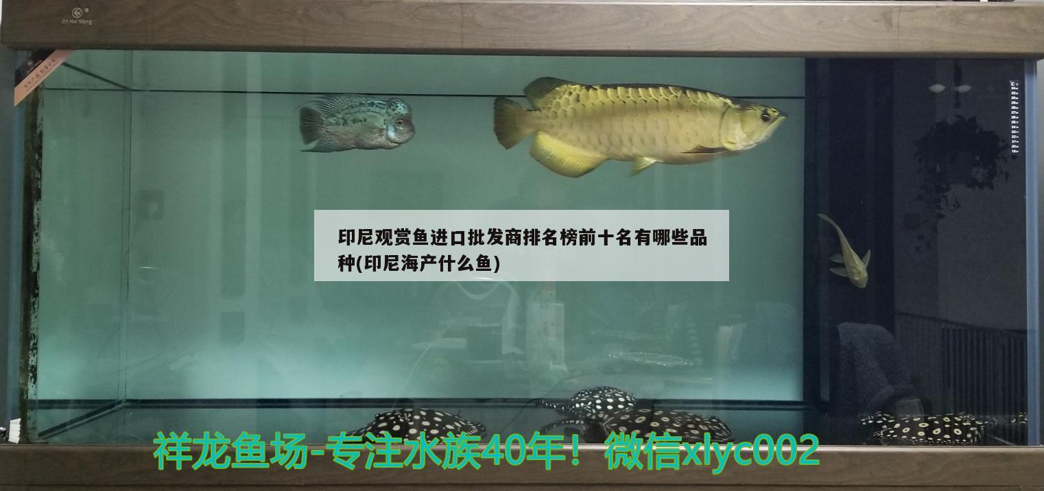 印尼觀賞魚進(jìn)口批發(fā)商排名榜前十名有哪些品種(印尼海產(chǎn)什么魚)