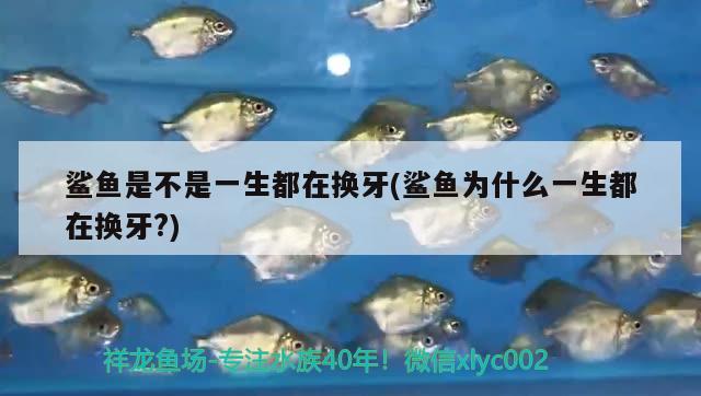 鯊魚(yú)是不是一生都在換牙(鯊魚(yú)為什么一生都在換牙？) 高背金龍魚(yú)