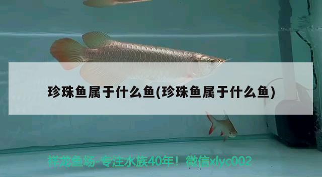 珍珠魚屬于什么魚(珍珠魚屬于什么魚) 埃及神仙魚