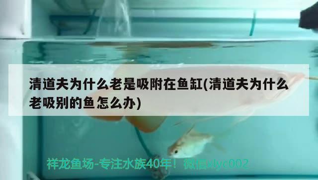 清道夫為什么老是吸附在魚缸(清道夫為什么老吸別的魚怎么辦) 短身紅龍魚