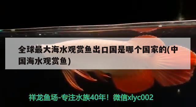 全球最大海水觀賞魚出口國是哪個國家的(中國海水觀賞魚) 觀賞魚進出口