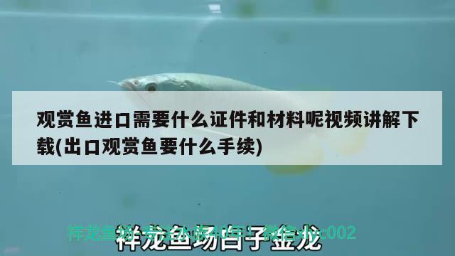 觀賞魚進(jìn)口需要什么證件和材料呢視頻講解下載(出口觀賞魚要什么手續(xù)) 觀賞魚進(jìn)出口