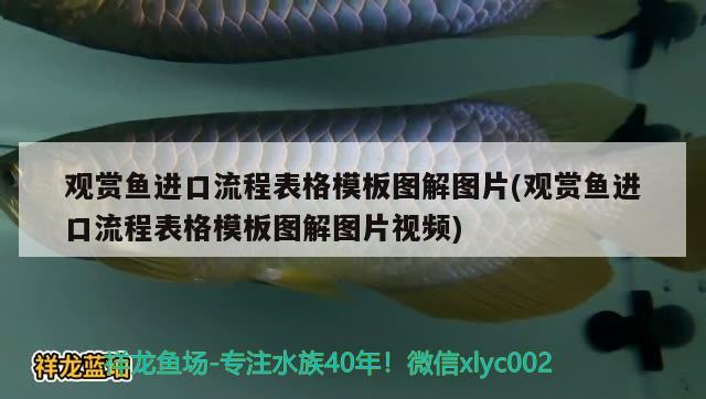 觀賞魚進口流程表格模板圖解圖片(觀賞魚進口流程表格模板圖解圖片視頻)