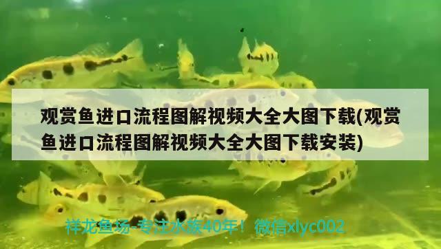 觀賞魚進口流程圖解視頻大全大圖下載(觀賞魚進口流程圖解視頻大全大圖下載安裝)