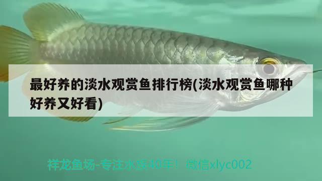 最好養(yǎng)的淡水觀賞魚排行榜(淡水觀賞魚哪種好養(yǎng)又好看)