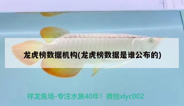 龍虎榜數據機構(龍虎榜數據是誰公布的) ?；?異型虎魚/純色虎魚