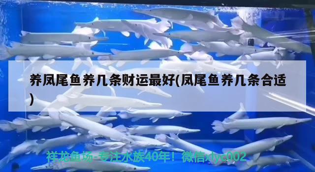 養(yǎng)鳳尾魚養(yǎng)幾條財(cái)運(yùn)最好(鳳尾魚養(yǎng)幾條合適) 廣州觀賞魚批發(fā)市場(chǎng)