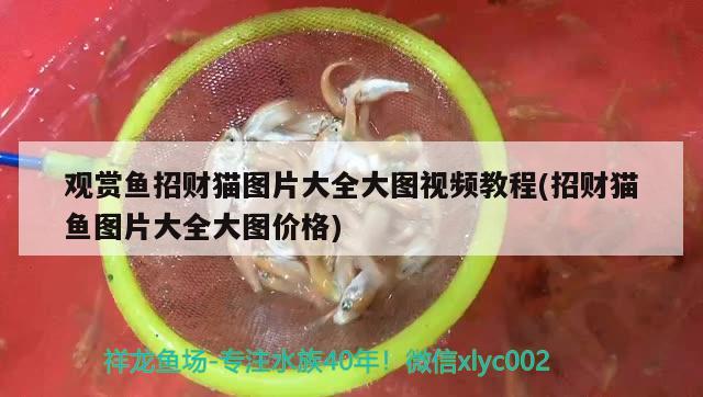 觀賞魚招財(cái)貓圖片大全大圖視頻教程(招財(cái)貓魚圖片大全大圖價(jià)格)