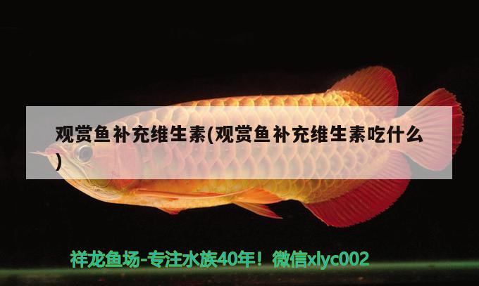 觀賞魚補充維生素(觀賞魚補充維生素吃什么) 福魟魟魚