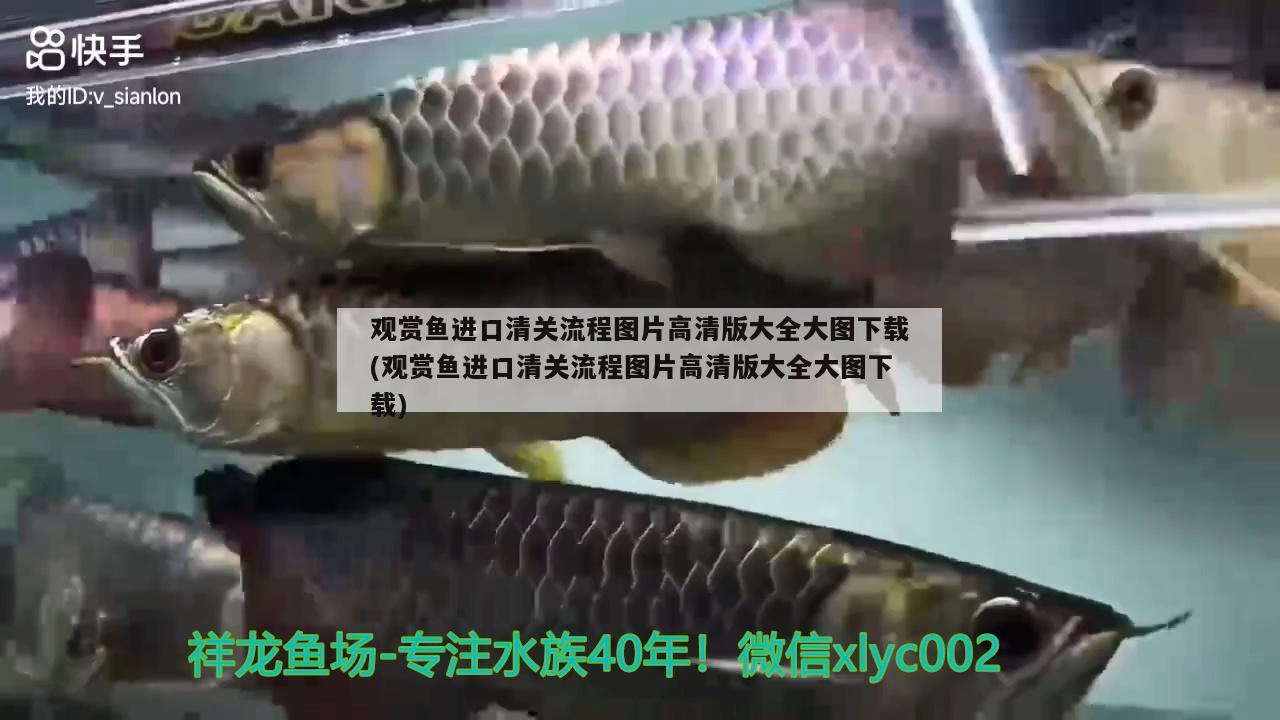 觀賞魚進(jìn)口清關(guān)流程圖片高清版大全大圖下載(觀賞魚進(jìn)口清關(guān)流程圖片高清版大全大圖下載) 觀賞魚進(jìn)出口