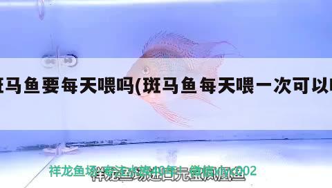 斑馬魚要每天喂嗎(斑馬魚每天喂一次可以嗎) 銀龍魚苗