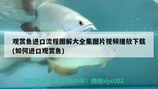 觀賞魚進口流程圖解大全集圖片視頻播放下載(如何進口觀賞魚) 觀賞魚進出口