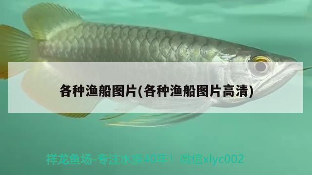 各種漁船圖片(各種漁船圖片高清) 黑桃A魚苗