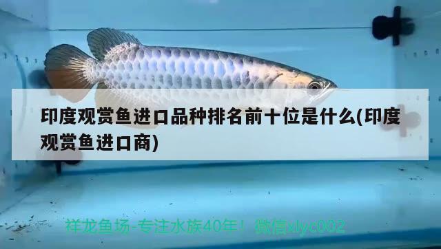 印度觀賞魚進(jìn)口品種排名前十位是什么(印度觀賞魚進(jìn)口商) 觀賞魚進(jìn)出口 第3張