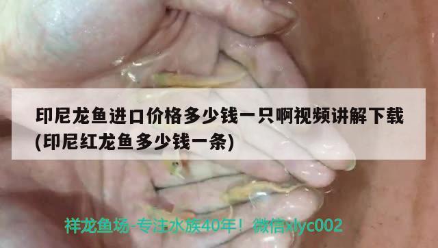 印尼龍魚進口價格多少錢一只啊視頻講解下載(印尼紅龍魚多少錢一條) 紅龍魚百科