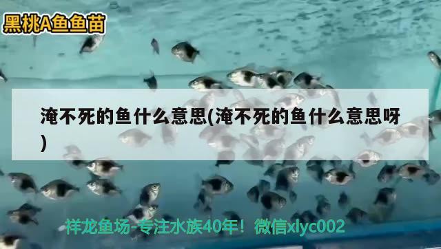 淹不死的魚什么意思(淹不死的魚什么意思呀) 祥龍赫舞紅龍魚