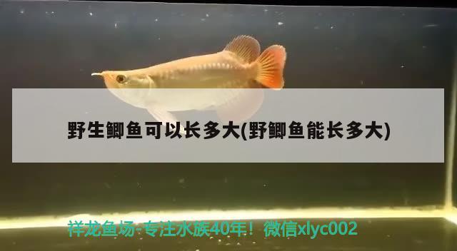 野生鯽魚可以長多大(野鯽魚能長多大) 肥料