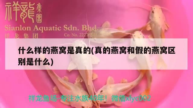 什么樣的燕窩是真的(真的燕窩和假的燕窩區(qū)別是什么) 馬來西亞燕窩