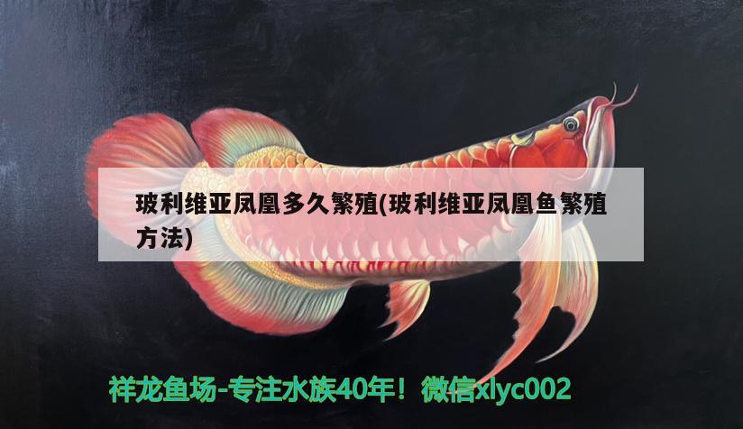 玻利維亞鳳凰多久繁殖(玻利維亞鳳凰魚繁殖方法) 白化火箭