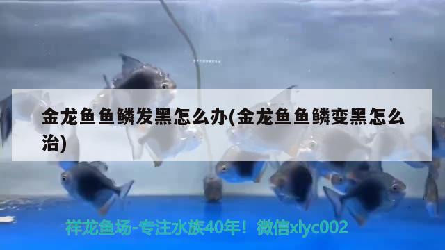 金龍魚魚鱗發(fā)黑怎么辦(金龍魚魚鱗變黑怎么治) 水族品牌