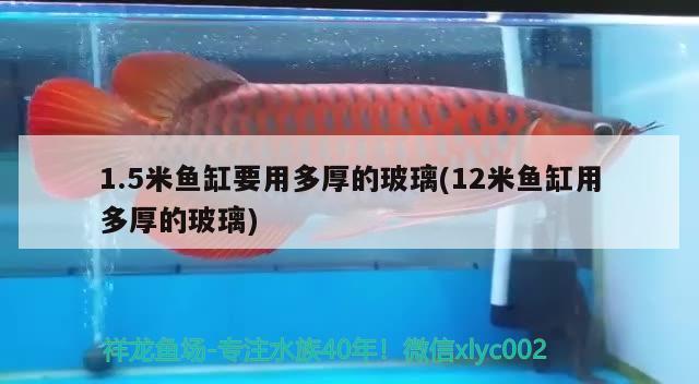 1.5米魚缸要用多厚的玻璃(12米魚缸用多厚的玻璃) B級(jí)過背金龍魚