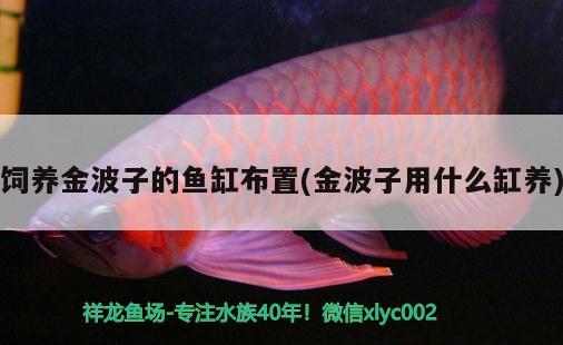 飼養(yǎng)金波子的魚缸布置(金波子用什么缸養(yǎng)) 南美異型魚