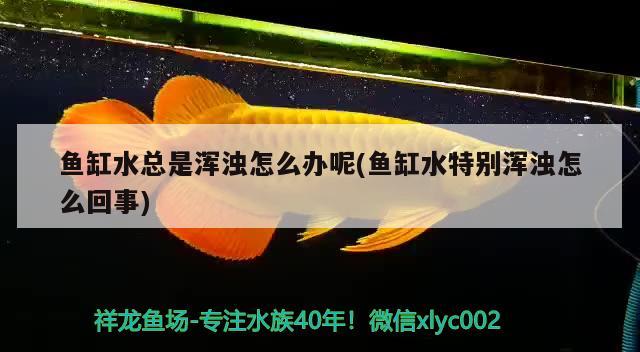 魚缸水總是渾濁怎么辦呢(魚缸水特別渾濁怎么回事) 水族用品