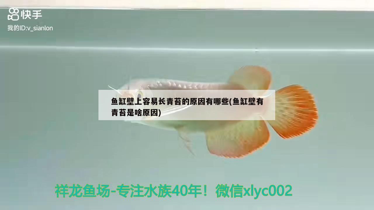 魚(yú)缸壁上容易長(zhǎng)青苔的原因有哪些(魚(yú)缸壁有青苔是啥原因) 黑白雙星魚(yú)