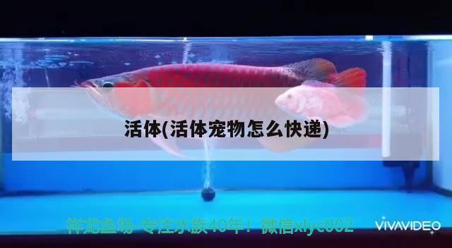 活體(活體寵物怎么快遞) 黑桃A魚