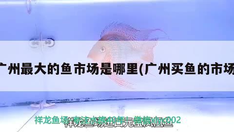 廣州最大的魚市場是哪里(廣州買魚的市場) 成吉思汗鯊（球鯊）魚