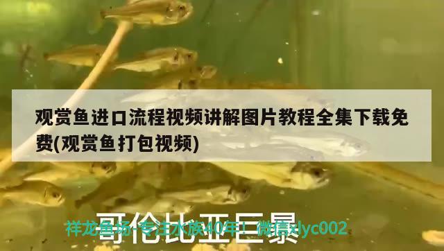 觀賞魚進口流程視頻講解圖片教程全集下載免費(觀賞魚打包視頻)