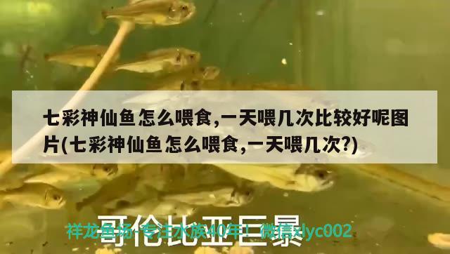 七彩神仙魚(yú)怎么喂食,一天喂幾次比較好呢圖片(七彩神仙魚(yú)怎么喂食,一天喂幾次？) 七彩神仙魚(yú)