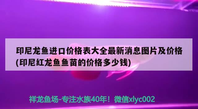 印尼龍魚進口價格表大全最新消息圖片及價格(印尼紅龍魚魚苗的價格多少錢)