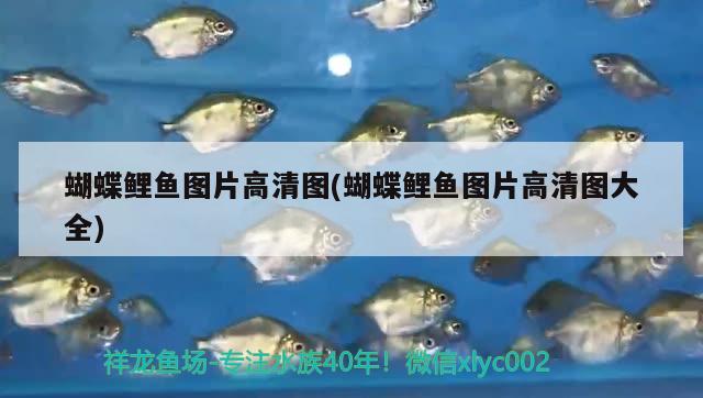 蝴蝶鯉魚圖片高清圖(蝴蝶鯉魚圖片高清圖大全) 蝴蝶鯉