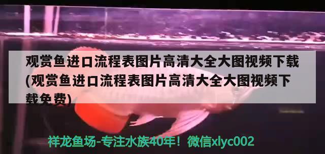 觀賞魚進口流程表圖片高清大全大圖視頻下載(觀賞魚進口流程表圖片高清大全大圖視頻下載免費) 觀賞魚進出口