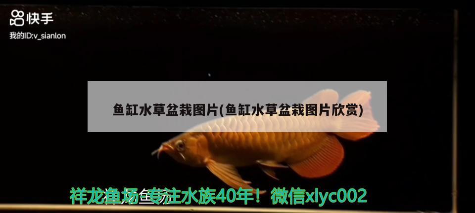 魚缸水草盆栽圖片(魚缸水草盆栽圖片欣賞)