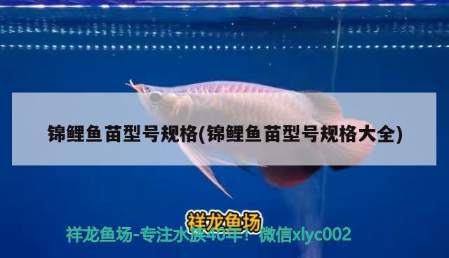 錦鯉魚苗型號(hào)規(guī)格(錦鯉魚苗型號(hào)規(guī)格大全) 黃金貓魚