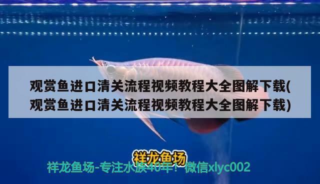 觀賞魚進口清關流程視頻教程大全圖解下載(觀賞魚進口清關流程視頻教程大全圖解下載) 觀賞魚進出口