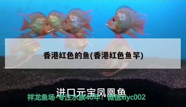 香港紅色的魚(yú)(香港紅色魚(yú)竿) 垂釣樂(lè)園